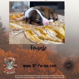 Honey - Sable female Pembroke Welsh Corgi puppy in Elberta, Utah from 3F Farms- Pembroke Welsh Corgis and Irish Wolfhounds