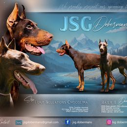 Doberman Pinscher puppies from JSG Dobermanns