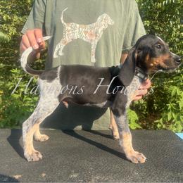 Hank - Blue ticked and tan male Bluetick Coonhound puppy in Mount Pleasant, Texas from Harmons Hounds