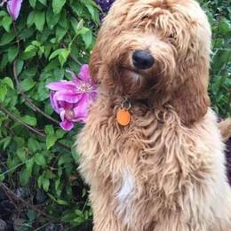 Australian Labradoodles from Lucky Me Labradoodles