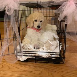 Poodle Puppies from Firebrook Poodles