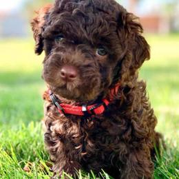 Assorted Doodle Crosses, Cavalier King Charles Spaniels, Cavapoos, Maltipoos, and Poodles from Little Teton Doodles