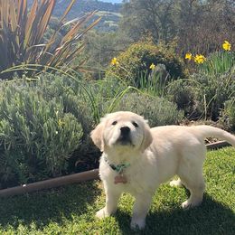 Golden Retriever Puppies from Stage Gulch Goldens