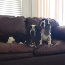 Basset Hound Puppies from Howlin Hounds