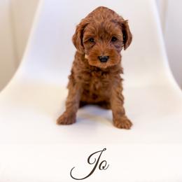 Jo - Red  female Goldendoodle puppy in Melba, Idaho from KZ Doodles