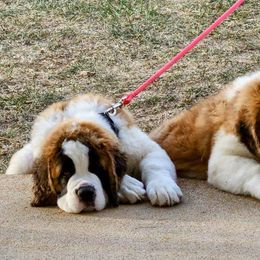 Saint Bernard Puppies from Ostara Kennel