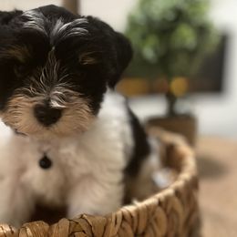 Boy 4 - Miniature Schnauzer puppy from Xaysha’s Miniature Schnauzers