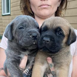 Girl 1 - Gray brindle female Cane Corso puppy in Olympia, Washington from Grayling Dawn Cane Corso