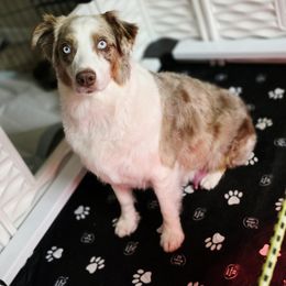 Kimber - Australian Shepherd