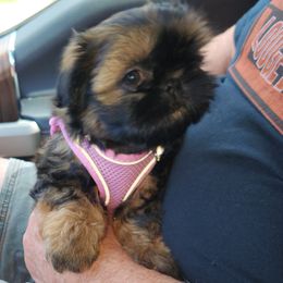 Shih Tzu Puppies from Duggers Shih Tzu