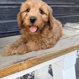Marley - Red  female Goldendoodle puppy in Huntington, Utah from Krispydoodle