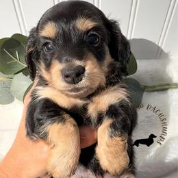 Black and Cream - Black and cream female Dachshund puppy in Nampa, Idaho from Long_and_Low_Dachshunds