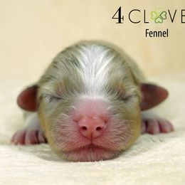 Fennel - Red merle male Miniature American Shepherd puppy in Carlisle, Pennsylvania from 4 Clovers Kennel