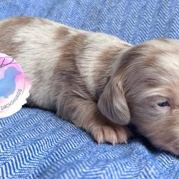 Boy 4 - Dapple male Dachshund puppy in Houston, Texas from L&L 4D Dancer’s Dachshunds