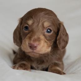 Piglet - Chocolate and cream male Dachshund puppy in Memphis, Tennessee from Lone River Dachshunds