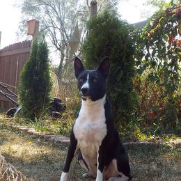 Basenji All Grown Up from WayCon kennels