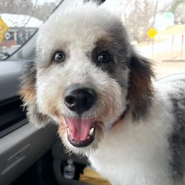 Bernedoodles from Daisy’s Doodles