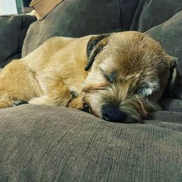 Boxer - Border Terrier