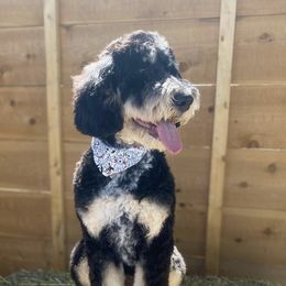 Poppy  - Bernedoodle