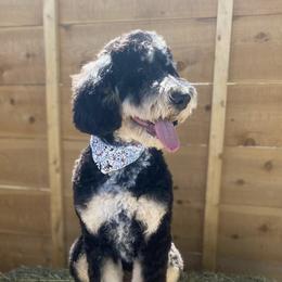 Poppy  - Bernedoodle