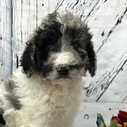 Girl 3 - Blue merle Aussiedoodle puppy in Leitchfield, Kentucky from Salt River Kennels