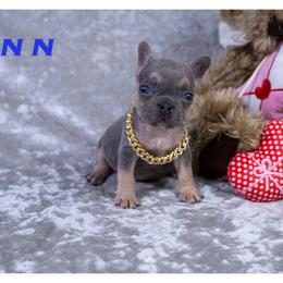 Finn - Blue fawn male French Bulldog puppy in Denison, Texas from Lovemyfrenchies – Stoddard Frenchbulldog's