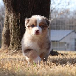 Eagle - Red merle male Australian Shepherd puppy in Weatherford, Texas from Ridgestar Aussies
