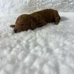 Winston - Parti male Goldendoodle puppy in Wever, Iowa from JK Royal Lines