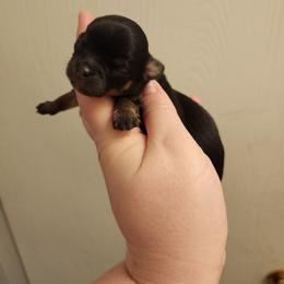 Pebbles - Black and tan female Chihuahua puppy in Ashtabula, Ohio from Paw's & Awe's Chihuahuas