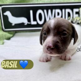 Basil - Piebald male Dachshund puppy in Hockley, Texas from Shans Down Home Doxies