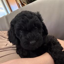 Amber - Black female Cavapoo puppy in Sun City, Arizona from AZ Cavapoos