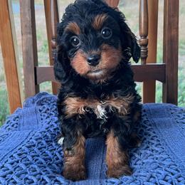 Winnie - Tri-color female Bernedoodle puppy in Caldwell, Idaho from Treasure Valley Poodles