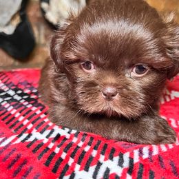 Liver Male - Liver male Shih Tzu puppy in Desoto, Texas from Willow’s Wonderful Shih Tzu