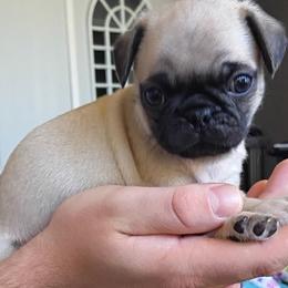 Girl 1 - Fawn female Pug puppy in Marshville, North Carolina from adorable pug puppies