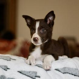 Girl 8 - White and red female Border Collie puppy in Cadiz, Ohio from Graham Livestock
