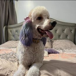 Piper - Goldendoodle