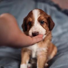 Bernedoodle, Bordoodle, and Golden Retriever Puppies from Golden Light Puppies