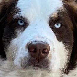 Australian Shepherds from Rigler Ranch Australian Shepherds