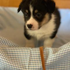 Leonard-brown - Black and tan male Pembroke Welsh Corgi puppy in New Richmond, Wisconsin from 10 Mile Creek Farms