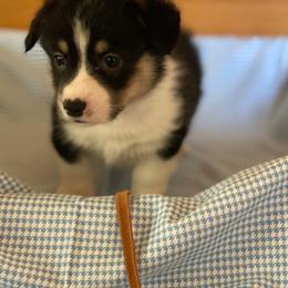 Leonard-brown - Black and tan male Pembroke Welsh Corgi puppy in New Richmond, Wisconsin from 10 Mile Creek Farms