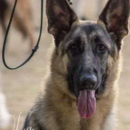 German Shepherds from J-Lyn Shepherds
