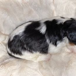 Cavalier King Charles Spaniel Puppies from Cassie’s Cavaliers