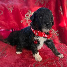 Roamy - Black and white male Aussiedoodle puppy in Deer Park, Washington from Doodle Paw Ranch
