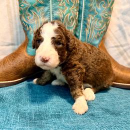 Binx - Brown and white male Aussiedoodle puppy in Taylor, Missouri from Pawsitively Doodles