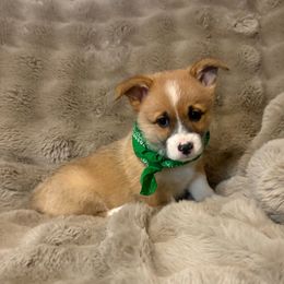 Girl - Red female Pembroke Welsh Corgi puppy in Pikeville, Tennessee from Rock Solid Ranch