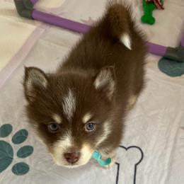 Wallen - Chocolate male Pomsky puppy in Cottrellville, Michigan from Jeanne’s Half Pint Pups