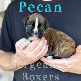 Pecan - Brindle male Boxer puppy in Madisonville, Texas from Sergeant's Boxers