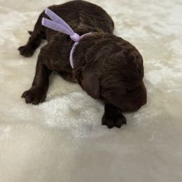 Ally (lt purple) - Red tri-color female Aussiedoodle puppy in Lakeland, Florida from Standard Goldendoodle and Doodles