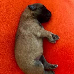 Promise Girl 1 - Fawn female Pyrenean Shepherd puppy in Ripley, Ohio from La Rive Pyr Sheps LLC