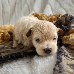 Jade - Cream male Maltipoo puppy in Utica, Ohio from Poodle Me Crazy